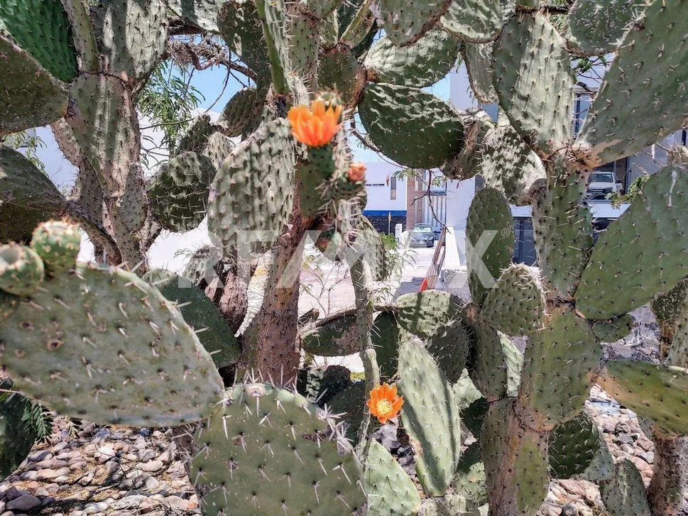 Opuntia, El Marqués, Querétaro